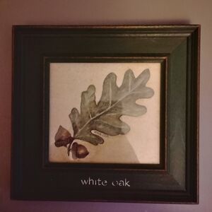 Framed White Oak Leaf Art